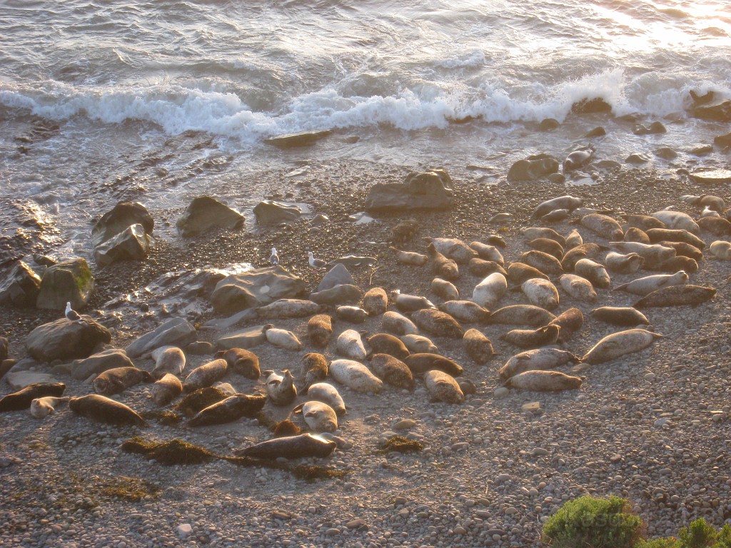 Carpinteria California 2010-02 0720.jpg - One of only a few seal rookeries in California is here in Carpinteria.